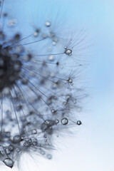 dandelion with water drops on blue background