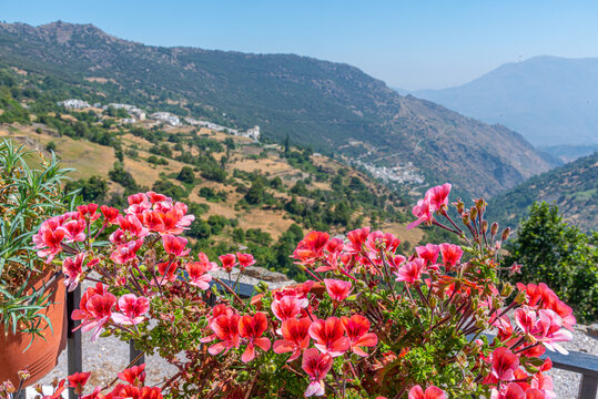 Valley in Sierra Nevada viewed behind blossoming flowers, Spain