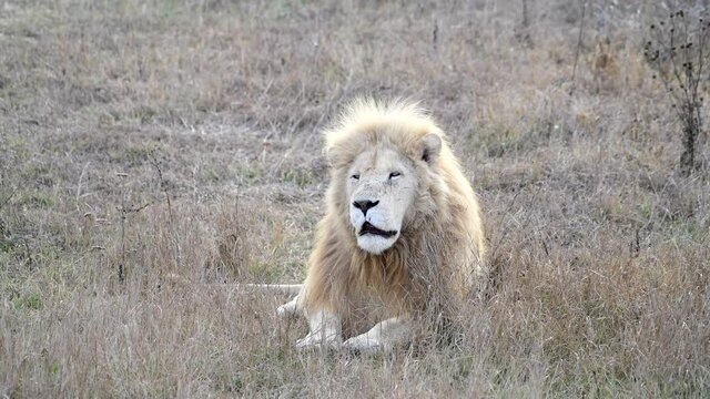 White lion in Lions pride in African savannah 