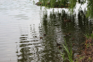 
A wild duck with a brood of ducklings swims along the lake in spring