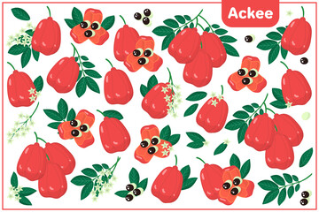 Set of vector cartoon illustrations with Ackee exotic fruits, flowers and leaves isolated on white background