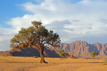 Namib desert landscape with rugged mountains and a thorn tree, Namibia.