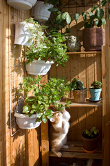 Red cat examines indoor plants on a wooden shelf