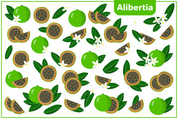 Set of vector cartoon illustrations with Alibertia exotic fruits, flowers and leaves isolated on white background