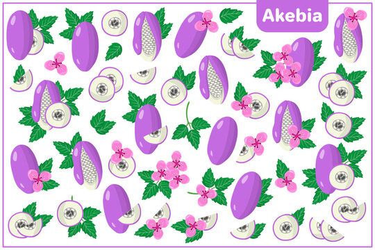 Set of vector cartoon illustrations with Akebia exotic fruits, flowers and leaves isolated on white background