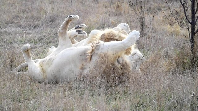 Pair of two White lion in Lions pride in African savannah 
