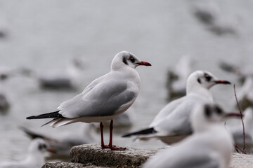 Möwe