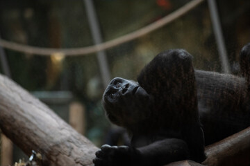 Gorilla Zoo Zürich