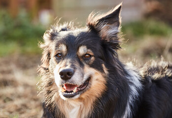 Border collie frontal portrait