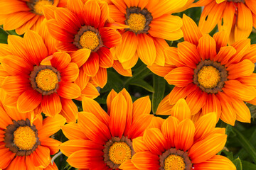 Fleur Gazania
