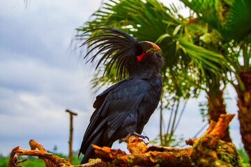 Cockatoo at Bali zoo, Indonesia