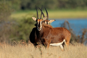 Naklejka na ściany i meble Endangered sable antelopes (Hippotragus niger) in natural habitat, South Africa.