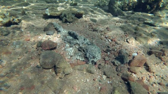 Close-up, Reef Stonefish (Synanceia verrucosa) hiding on a pebble bottom. Red Sea, Egypt