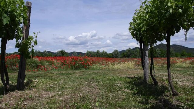 Across rows of vineyards poppy field background Euganean hills
