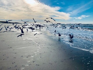 Seagull Northsea