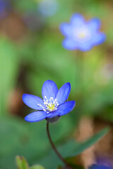 Flowering Liverwort, Hepatica nobilis during spring in sweden