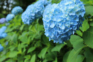 咲き誇るアジサイ