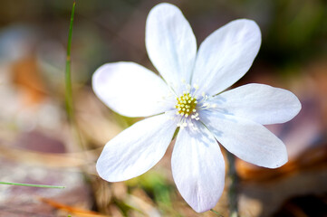 Rare white flowering Hepatica nobilis during spring in sweden