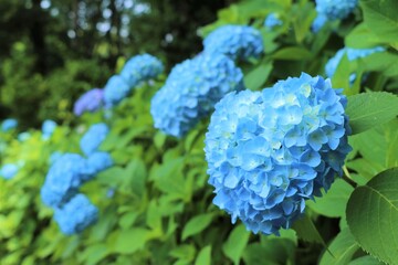 咲き誇るアジサイ