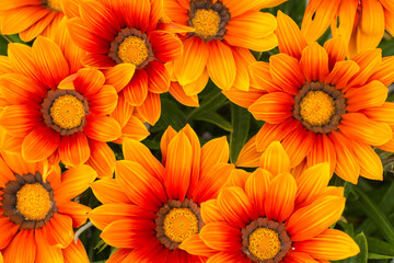 Fototapeta premium Fleur Gazania
