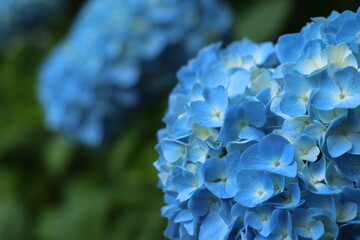 咲き誇るアジサイ