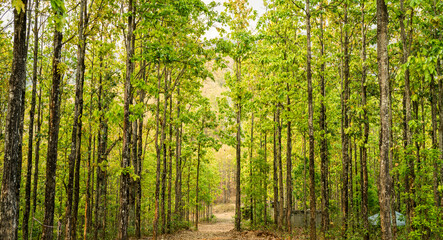 Fototapeta na wymiar Sal trees in a forest in Hetauda, Nepal. Sal is also known as Shorea Robusta, tropical trees found in hot and humid plains and the lower hilly regions of South Asia.