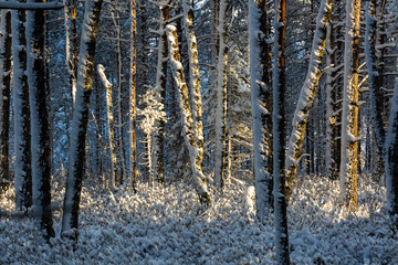 Fototapeta premium Sunny and snowy winter day in the forest and marsh