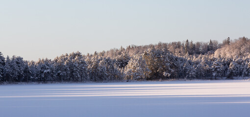 Sunny and snowy winter day in the forest and marsh