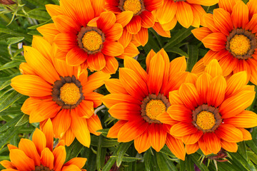 Fleur Gazania