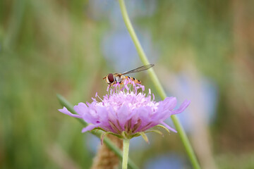 Hover fly or flower fly with big red eyes and yellow stripes on the body, feeding in wild flower