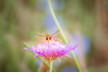 Hover fly or flower fly with big red eyes and yellow stripes on the body, feeding in wild flower