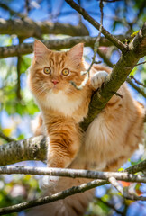 ginger cat in cherry tree in spring looking at the camera