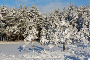 Sunny and snowy winter day in the forest and marsh