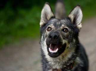 Cute young dog portrait. Mixbreed of czechoslovakian wolfdog.
