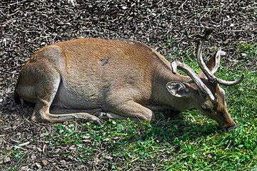 Eld`s deer male also known as the thamin or brow-antlered deer. Latin name - Panolia eldii