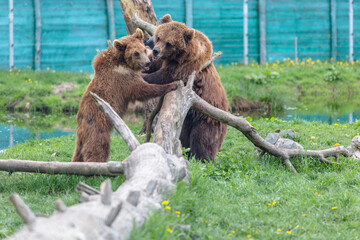 Brown big bears are playing pretending to fight with each other like children, wild nature in a...