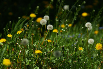 Dandelions close-up. dandelions on a sunny spring day.