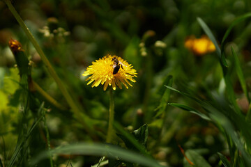 A bee is sitting on a dandelion. dandelions on a sunny spring day.