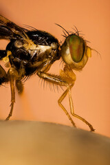 Focus Stacking Portrait of Celery Fly. Her Latin name is Euleia heraclei.
