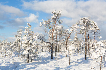 Sunny and snowy winter day in the forest and marsh