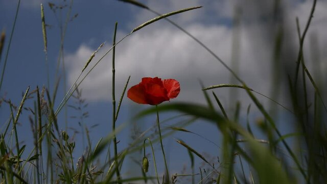 Lonely poppy moved by the wind presence of insects background blue sky white