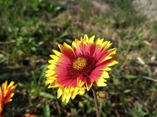 yellow flower in the garden