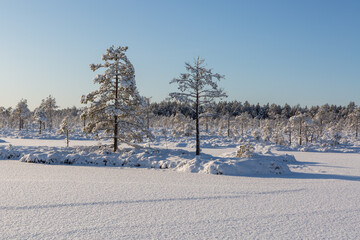Sunny and snowy winter day in the forest and marsh