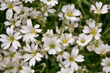 Photo of white wildflowers. Close-up. Macro shooting. Bright summer background.