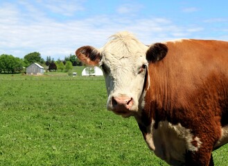 Close-up of isolated Hereford Cow face and shoulders looking at camera in the pasture field on a sunny spring day