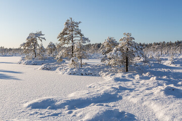 Sunny and snowy winter day in forest and marsh