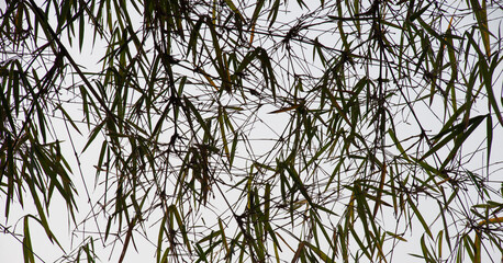 reeds in the wind