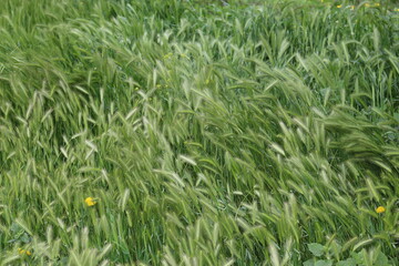 
Bright green grass grows in spring