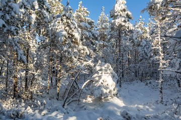 Sunny and snowy winter day in forest and marsh