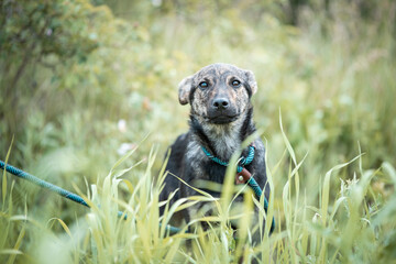 Abandoned puppy during the obedience training walk through a grass and bushes